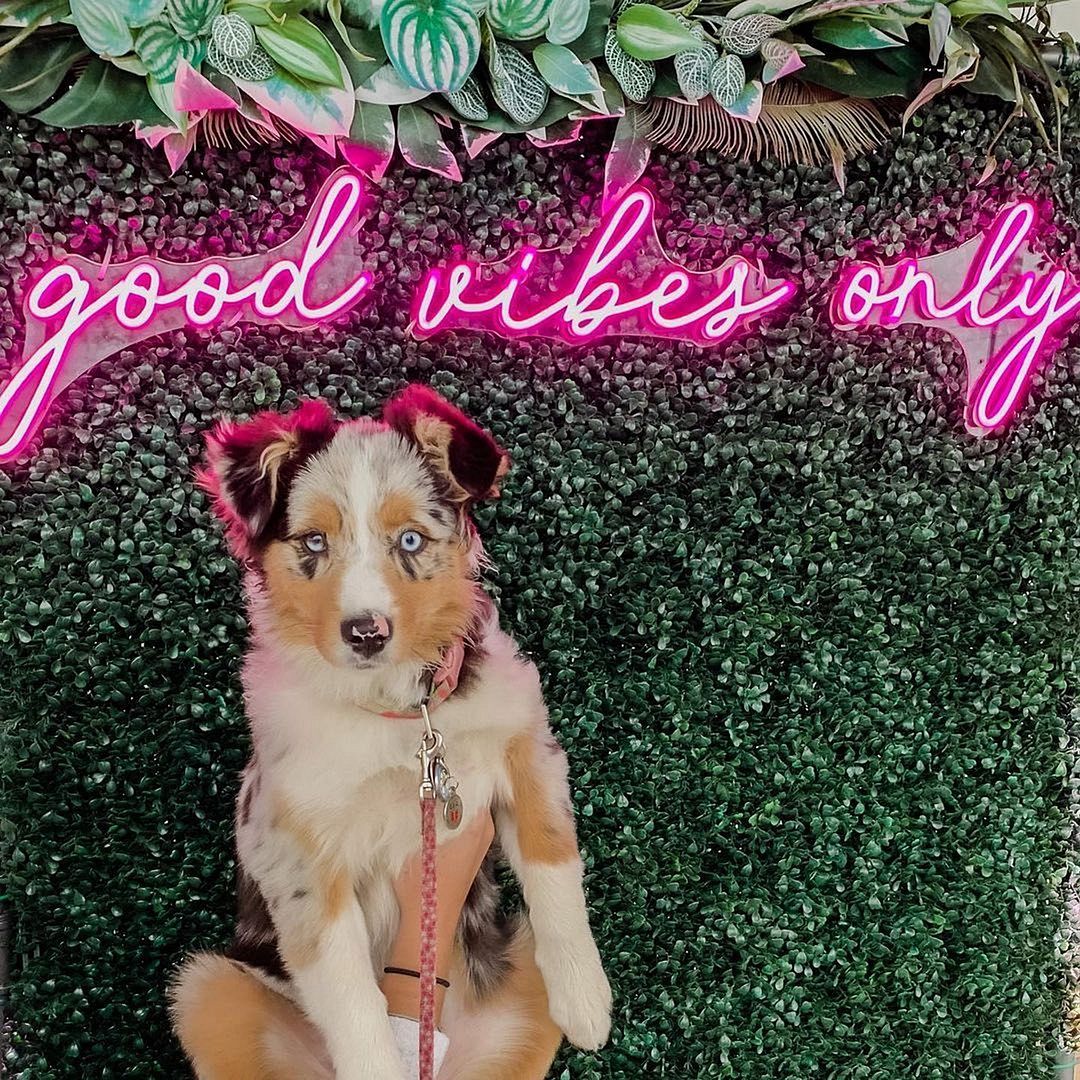 Good Vibe Only Neon Sign