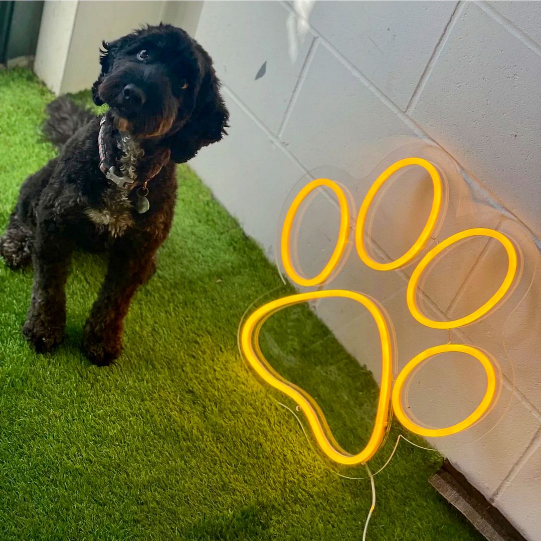 Puppy Paw Print Neon Sign