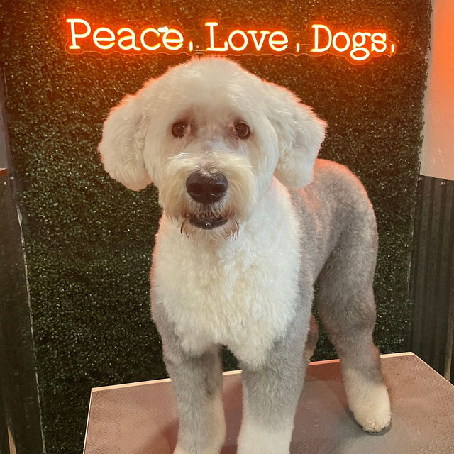 Peace Love Dogs LED Neon Sign for Storefront light up sign